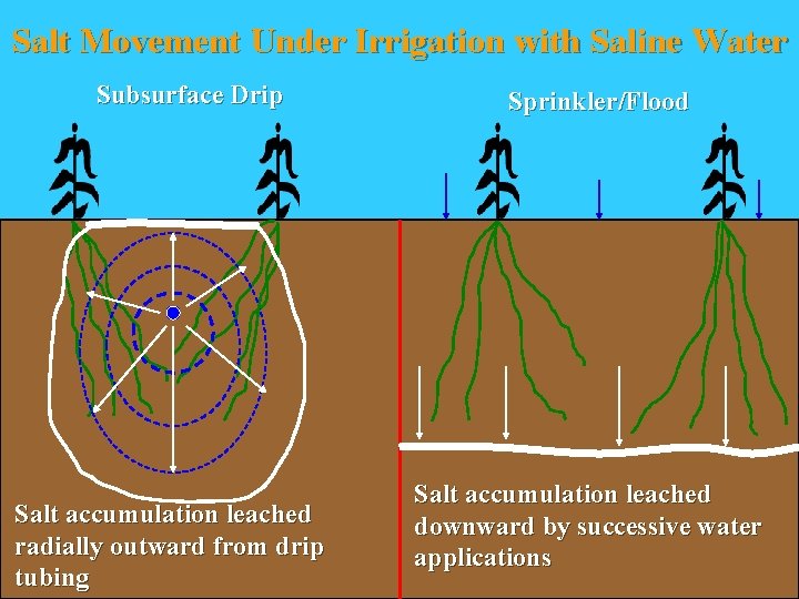 Salt Movement Under Irrigation with Saline Water Subsurface Drip Salt accumulation leached radially outward
