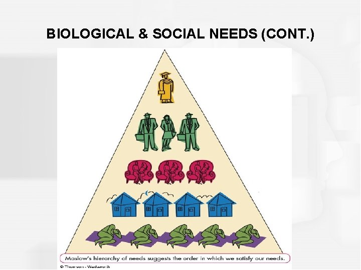 BIOLOGICAL & SOCIAL NEEDS (CONT. ) 