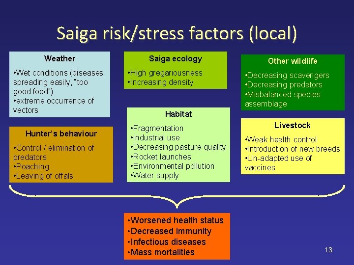 Saiga risk/stress factors (local) Weather • Wet conditions (diseases spreading easily, “too good food”)