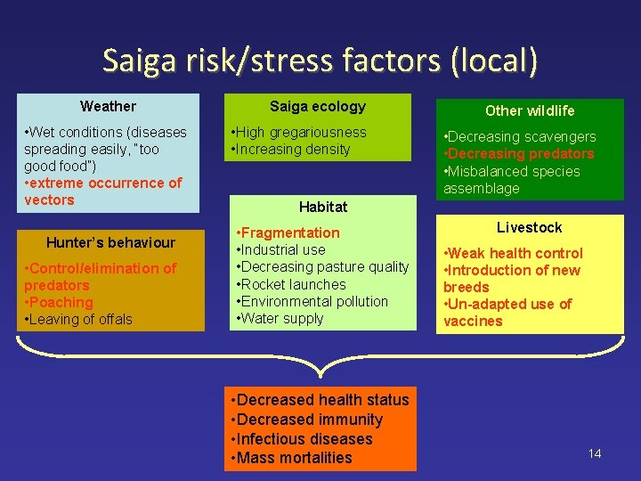 Saiga risk/stress factors (local) Weather • Wet conditions (diseases spreading easily, “too good food”)