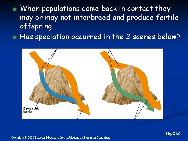 n n When populations come back in contact they may or may not interbreed