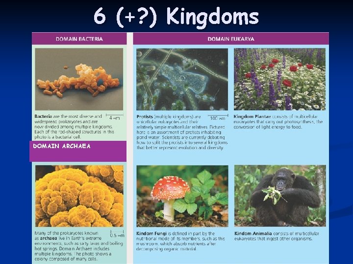 6 (+? ) Kingdoms DOMAIN ARCHAEA 6 (+? ) Kingdoms DOMAIN ARCHAEA