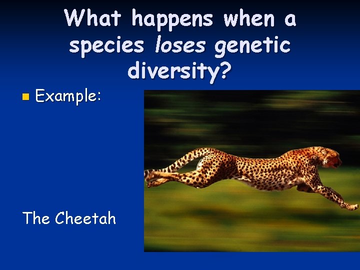 What happens when a species loses genetic diversity? n Example: The Cheetah 