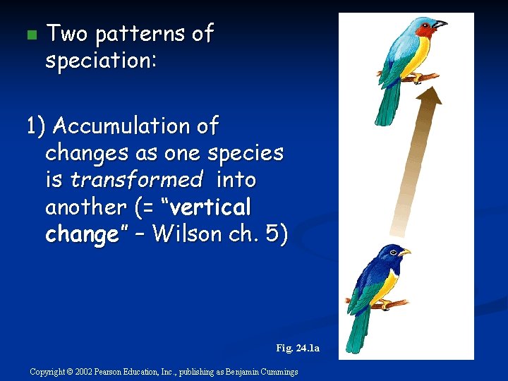 n Two patterns of speciation: 1) Accumulation of changes as one species is transformed