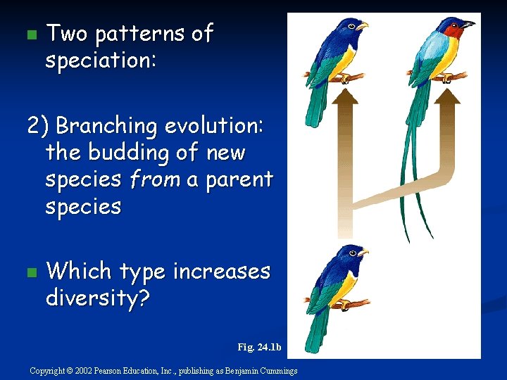 n Two patterns of speciation: 2) Branching evolution: the budding of new species from