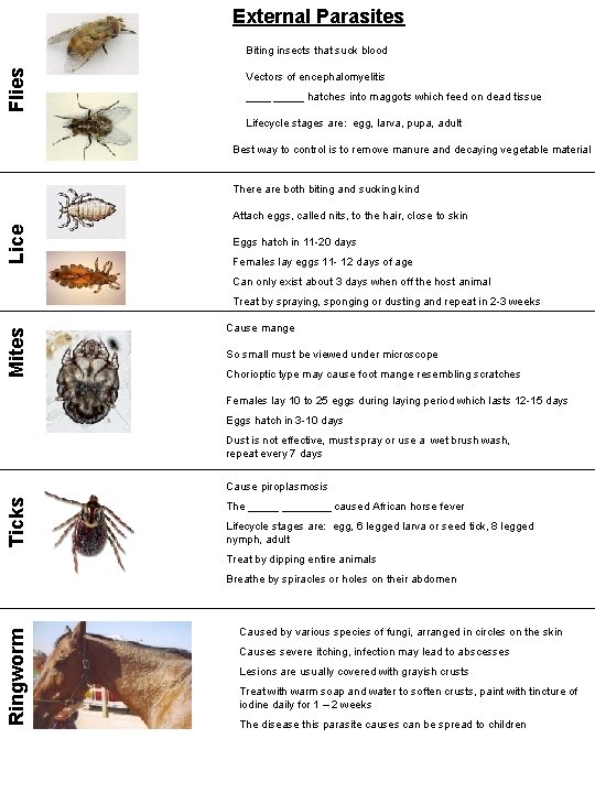 External Parasites Flies Biting insects that suck blood Vectors of encephalomyelitis _____ hatches into