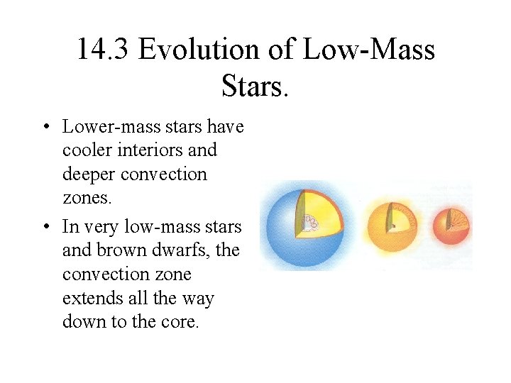 14. 3 Evolution of Low-Mass Stars. • Lower-mass stars have cooler interiors and deeper