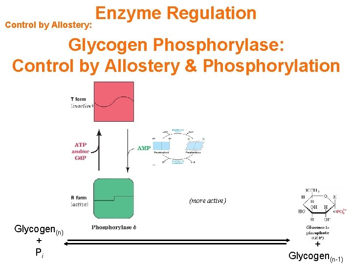Control by Allostery: Enzyme Regulation Glycogen Phosphorylase: Control by Allostery & Phosphorylation (more active)