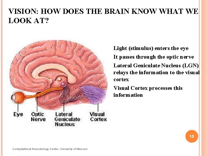VISION: HOW DOES THE BRAIN KNOW WHAT WE LOOK AT? Light (stimulus) enters the