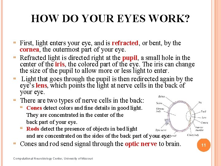 HOW DO YOUR EYES WORK? First, light enters your eye, and is refracted, or