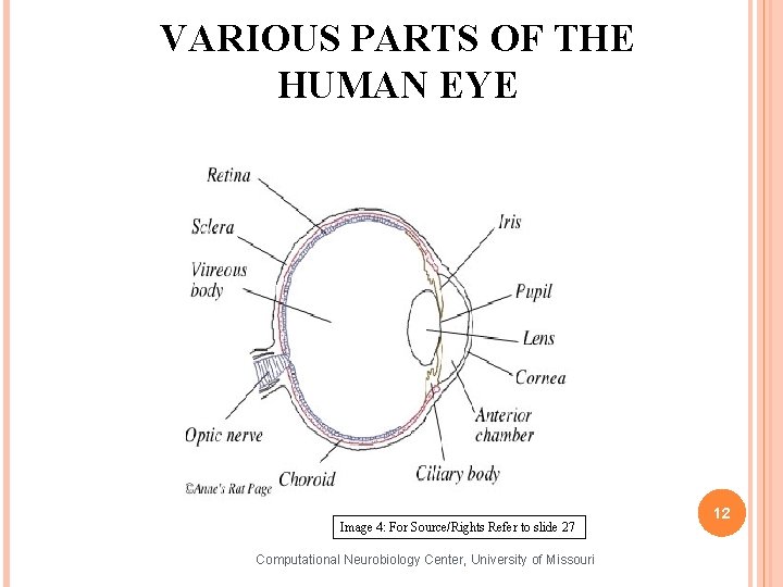 VARIOUS PARTS OF THE HUMAN EYE Image 4: For Source/Rights Refer to slide 27