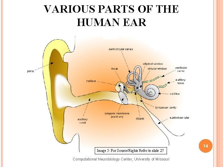 VARIOUS PARTS OF THE HUMAN EAR 14 Image 5: For Source/Rights Refer to slide
