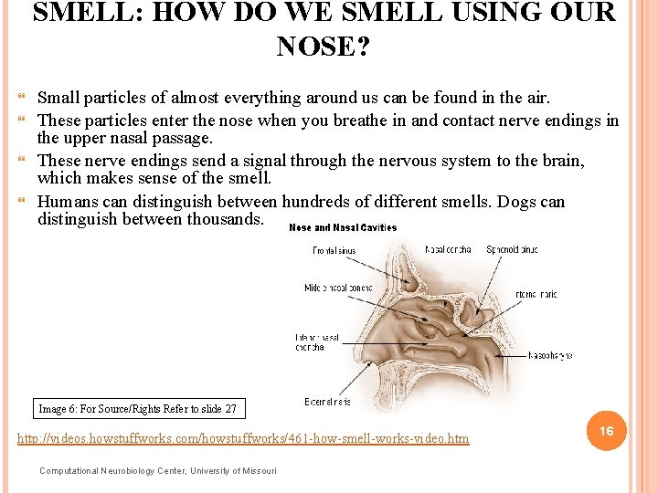 SMELL: HOW DO WE SMELL USING OUR NOSE? Small particles of almost everything around