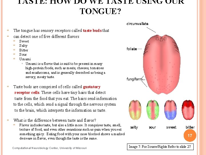 TASTE: HOW DO WE TASTE USING OUR TONGUE? The tongue has sensory receptors called