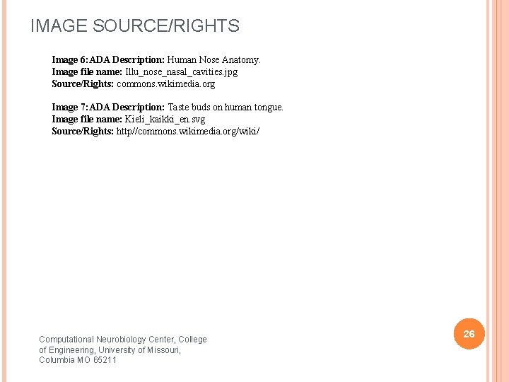 IMAGE SOURCE/RIGHTS Image 6: ADA Description: Human Nose Anatomy. Image file name: Illu_nose_nasal_cavities. jpg
