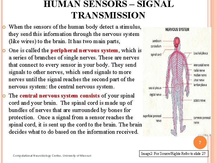HUMAN SENSORS – SIGNAL TRANSMISSION When the sensors of the human body detect a