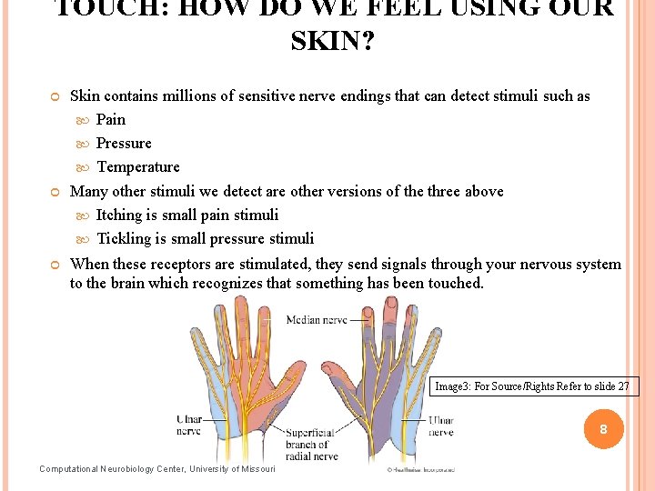 TOUCH: HOW DO WE FEEL USING OUR SKIN? Skin contains millions of sensitive nerve