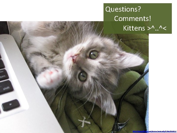 Questions? Comments! Kittens >^. . ^< http: //www. flickr. com/photos/notemily/5394289051/ 