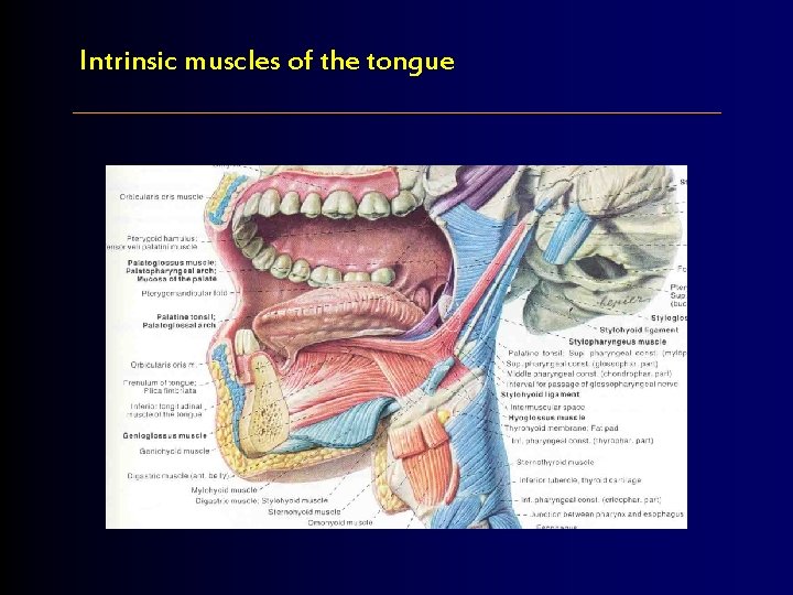 Intrinsic muscles of the tongue 
