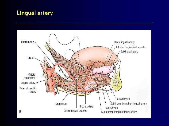 Lingual artery 