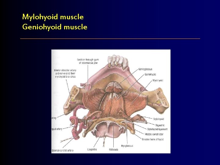 Mylohyoid muscle Geniohyoid muscle 