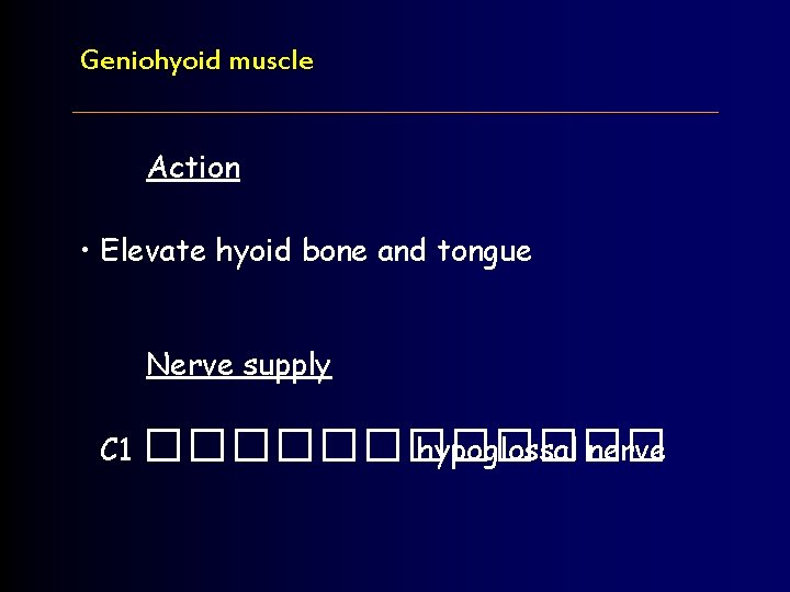 Geniohyoid muscle Action • Elevate hyoid bone and tongue Nerve supply C 1 ������