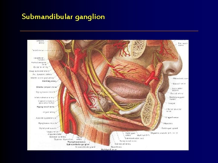 Submandibular ganglion 