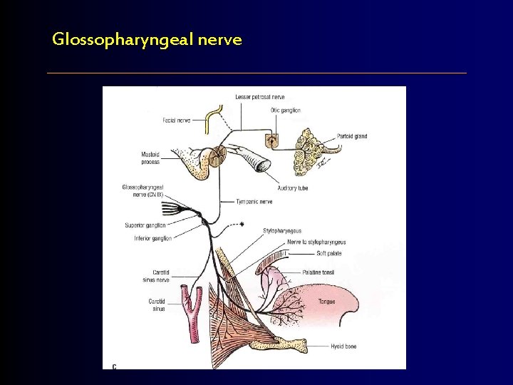 Glossopharyngeal nerve 