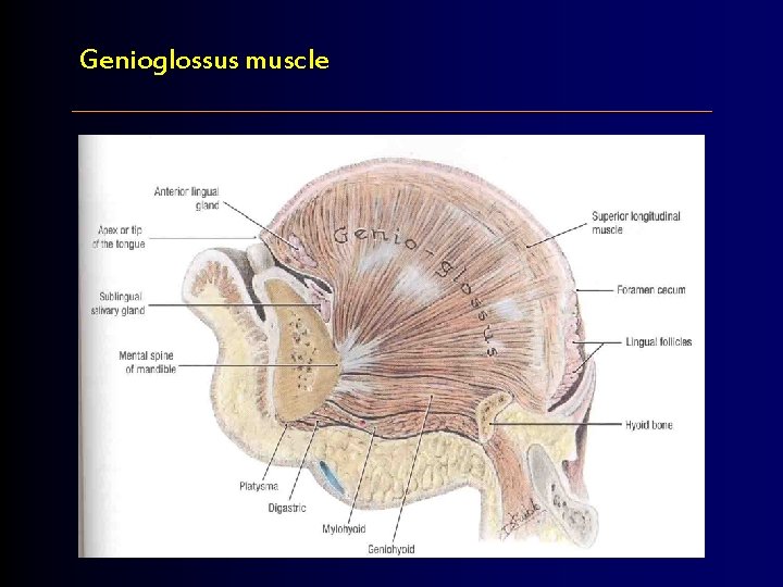 Genioglossus muscle 