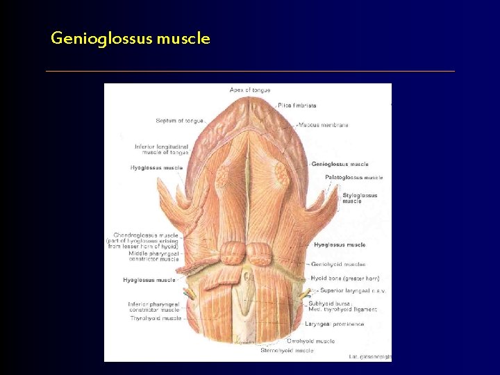 Genioglossus muscle 