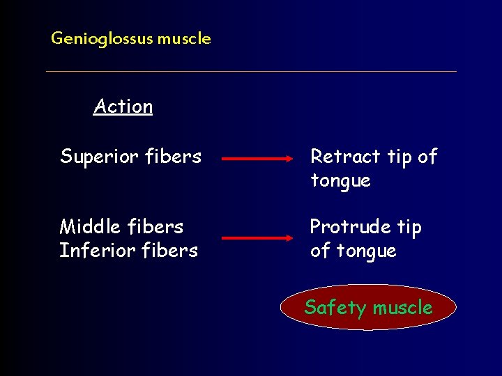 Genioglossus muscle Action Superior fibers Retract tip of tongue Middle fibers Inferior fibers Protrude