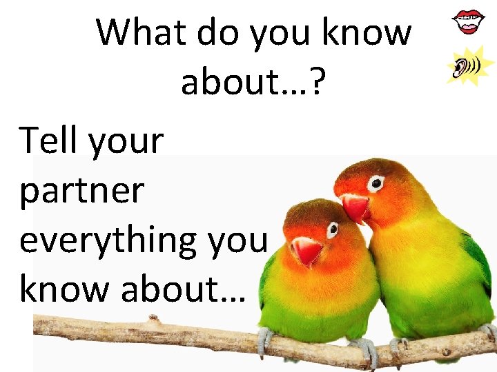 What do you know about…? Tell your partner everything you know about… What do you know about…? Tell your partner everything you know about…