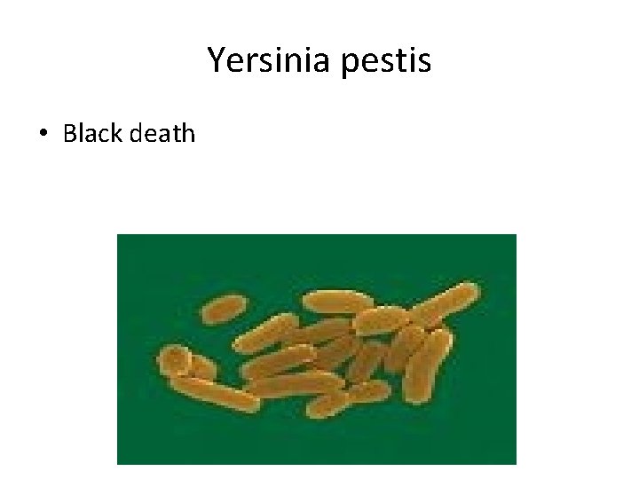 Yersinia pestis • Black death 