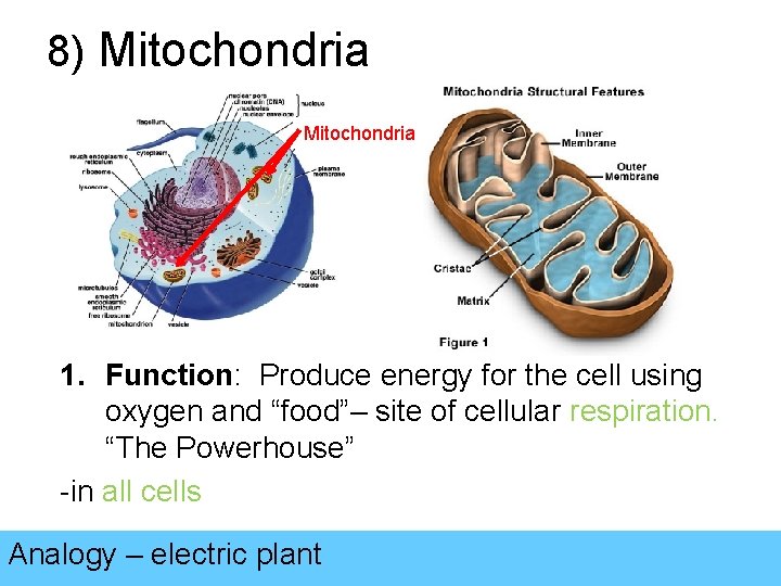 8) Mitochondria 1. Function: Produce energy for the cell using oxygen and “food”– site