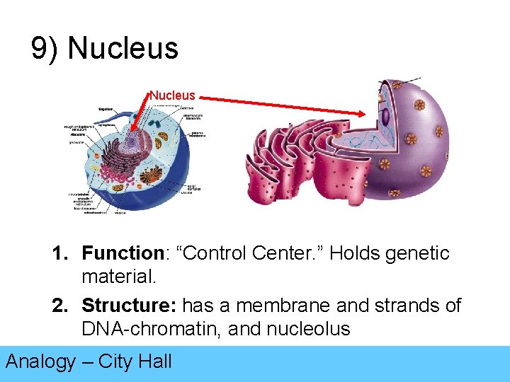 9) Nucleus 1. Function: “Control Center. ” Holds genetic material. 2. Structure: has a