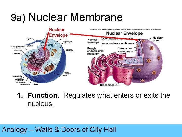 9 a) Nuclear Membrane Nuclear Envelope 1. Function: Regulates what enters or exits the