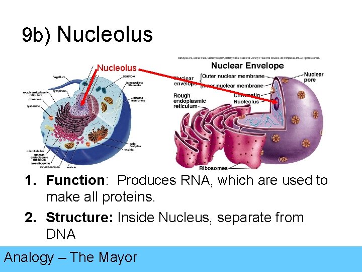 9 b) Nucleolus 1. Function: Produces RNA, which are used to make all proteins.