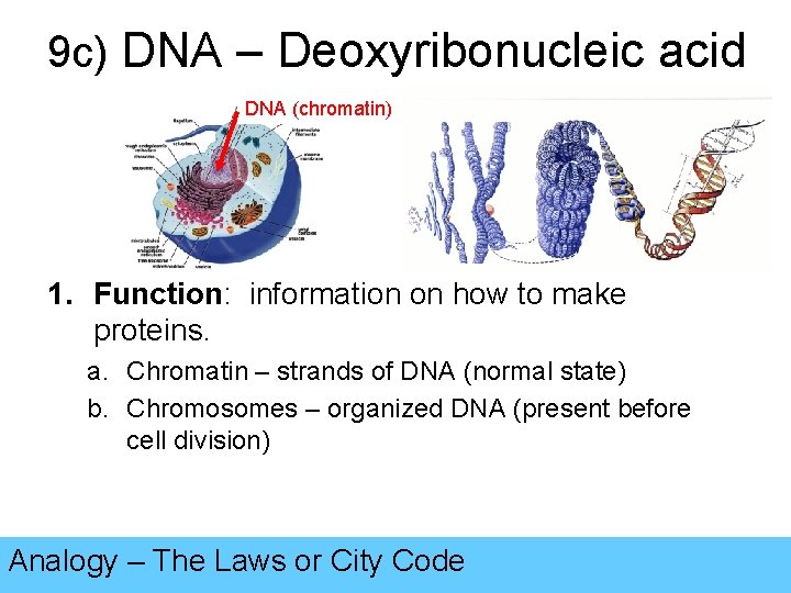 9 c) DNA – Deoxyribonucleic acid DNA (chromatin) 1. Function: information on how to