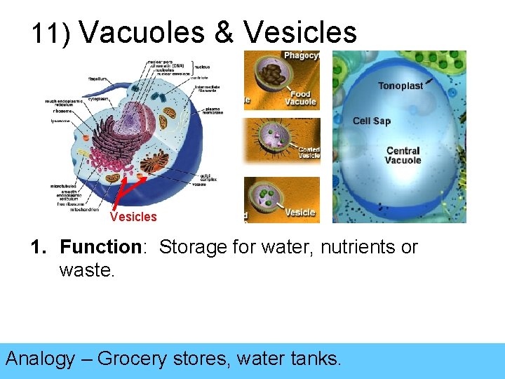 11) Vacuoles & Vesicles 1. Function: Storage for water, nutrients or waste. Analogy –