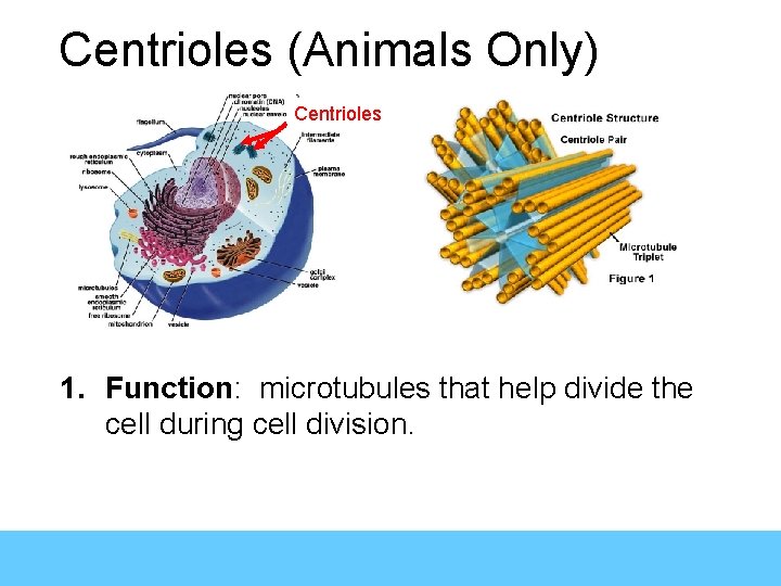 Centrioles (Animals Only) Centrioles 1. Function: microtubules that help divide the cell during cell