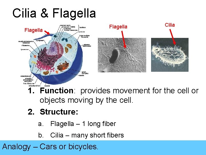 Cilia & Flagella Cilia 1. Function: provides movement for the cell or objects moving