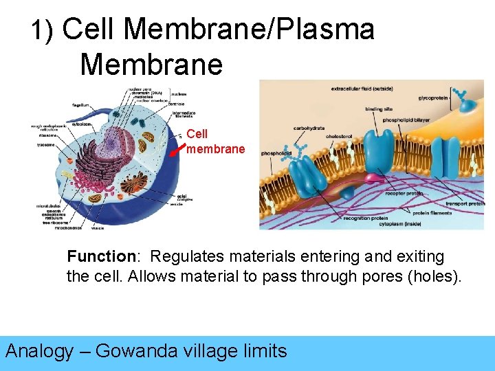 1) Cell Membrane/Plasma Membrane Cell membrane Function: Regulates materials entering and exiting the cell.