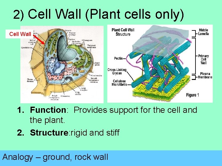 2) Cell Wall (Plant cells only) Cell Wall 1. Function: Provides support for the