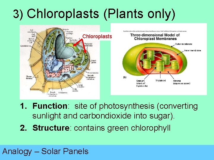 3) Chloroplasts (Plants only) Chloroplasts 1. Function: site of photosynthesis (converting sunlight and carbondioxide