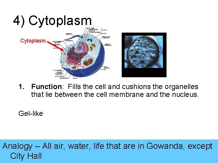 4) Cytoplasm 1. Function: Fills the cell and cushions the organelles that lie between