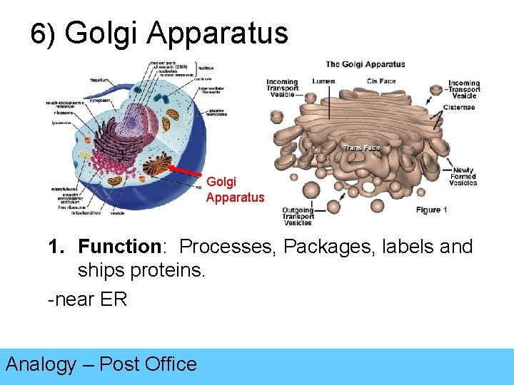 6) Golgi Apparatus 1. Function: Processes, Packages, labels and ships proteins. -near ER Analogy
