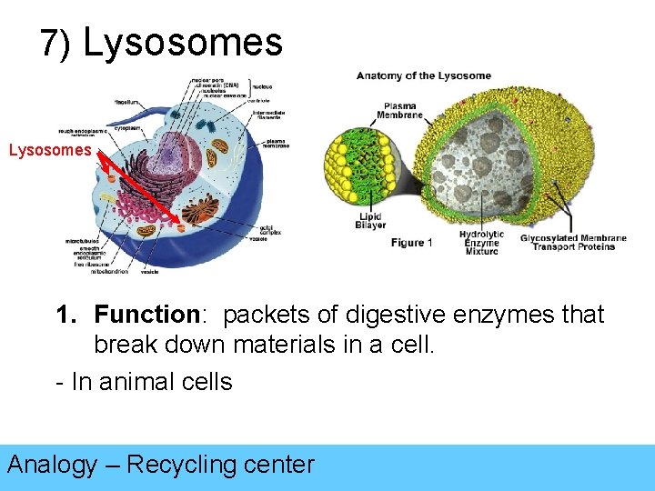 7) Lysosomes 1. Function: packets of digestive enzymes that break down materials in a