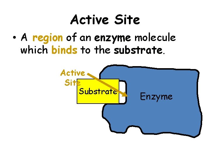Active Site • A region of an enzyme molecule which binds to the substrate