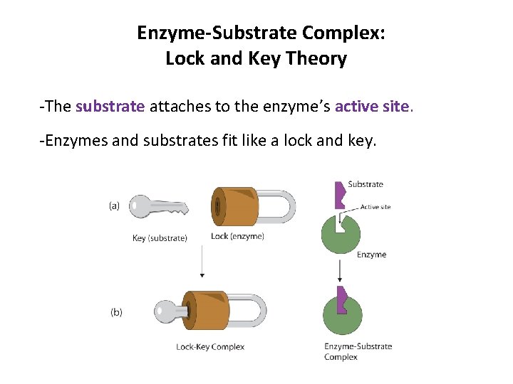 Enzyme-Substrate Complex: Lock and Key Theory -The substrate attaches to the enzyme’s active site.