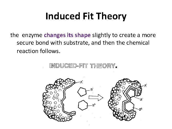 Induced Fit Theory the enzyme changes its shape slightly to create a more secure